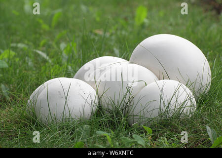 Calvatia gigantea, commonly known as the giant puffball, growing wild in Finland Stock Photo
