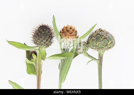 From left to right: Wig Knapweed (Centaurea phrygia), Brown-rayed Knapweed (Centaurea jacea) and far right Greater Knapwed (Centaurea scabiosa) Stock Photo