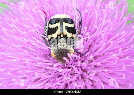 Trichus fasciatus, known as the Bee Beetle, feeding on Melancholy Thistle, Cirsium heterophyllum Stock Photo