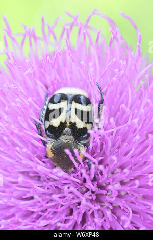 Trichus fasciatus, known as the Bee Beetle, feeding on Melancholy Thistle, Cirsium heterophyllum Stock Photo