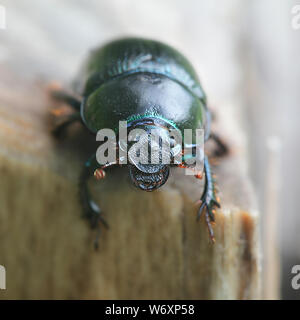 Anoplotrupes stercorosus, known as dor beetle, a species of earth-boring dung beetles