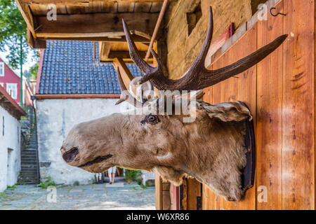 Stuffed Moose head hanging on a historical building in Bryggen, Hanseatic wharf in Bergen, Norway. UNESCO's World Heritage Site Stock Photo