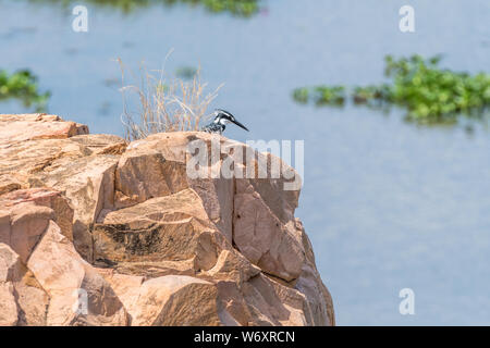 A pied kingfisher, Ceryle rudis, on a rock above the Letaba River Stock Photo
