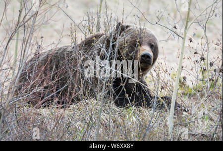 Grizzly bear in the wildrocky mountains, canada Stock Photo