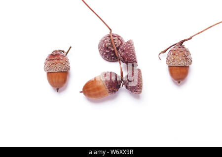 Acorns on a white background. Creative autumn concept. Pastel colors. Top view, flat Stock Photo