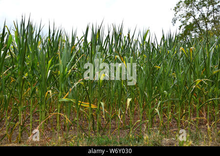 A cornfield. The plants are rolling their leaves up due to a long period without rain. Stock Photo