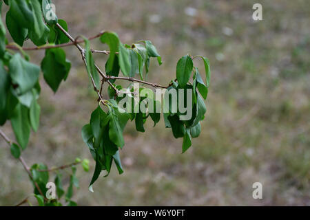 A branch of a forsythia. After a long period without rain the leaves are rolled up. Dried grass in the background. Stock Photo