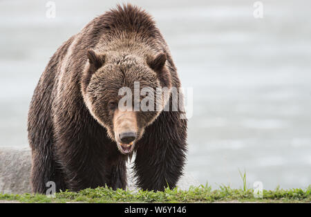 Grizzly bear in the wildrocky mountains, canada Stock Photo