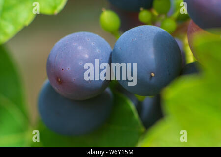 macro of berries of grape-vine growing in a garden, vine (Vitis vinifera 'Mitschurinski', Vitis vinifera Mitschurinski), cultivar Mitschurinski Stock Photo