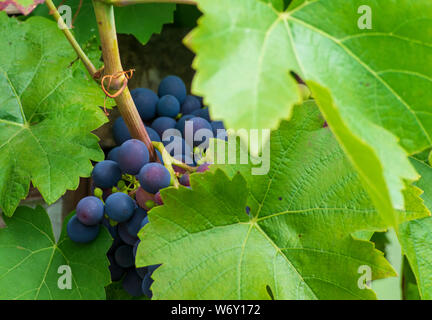 close-up berries and leaves of grape-vine growing in a garden, vine (Vitis vinifera 'Mitschurinski') Stock Photo