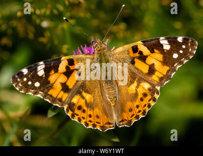 A close up of a painted lady butterfly as it drinks nectar from a knapweed flower. (UK) Stock Photo