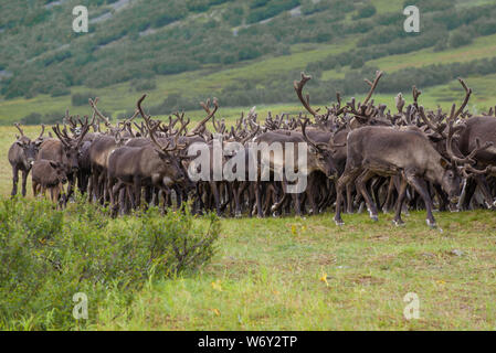 Reindeer in the herd on august day. Yamal, Russia Stock Photo