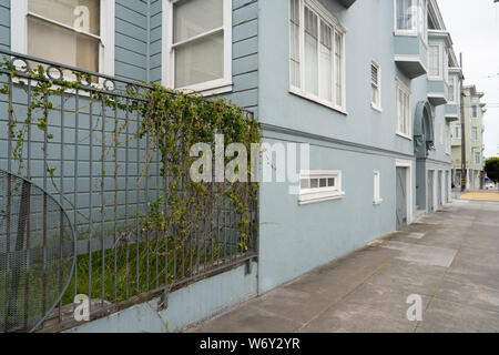 Ivy and vine covered fence connected to blue building on urban area Stock Photo