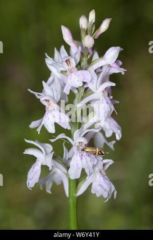 Dactylorhiza fuchsii, Common spotted orchid, Fuchs’ Knabenkraut Stock Photo
