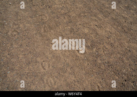 Horseshoe prints dug into dried dirt road in daytime Stock Photo