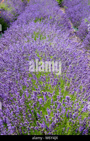Lavender flowering on a British lavender farm Stock Photo