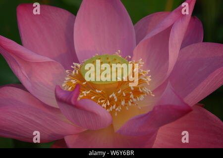 Pink lotus blossoms in the morning light Stock Photo