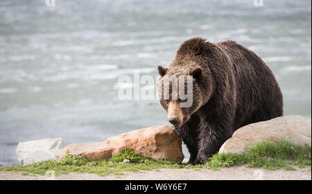 Grizzly bear in the wildrocky mountains, canada Stock Photo