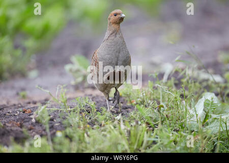 Grey Partridge, Perdix perdix on the edge of a field, East Yorkshire, UK Stock Photo