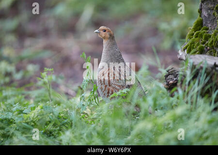 Grey Partridge, Perdix perdix on the edge of a field, East Yorkshire, UK Stock Photo