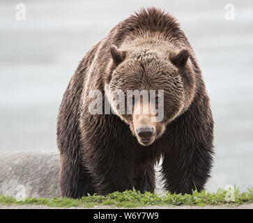 Grizzly bear in the wildrocky mountains, canada Stock Photo