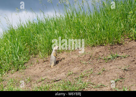 The gopher on Guard, animals in the wild nature. The gophers climbed out of the hole on the lawn , the furry cute gophers sitting on a green meadow in Stock Photo
