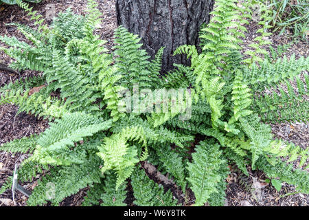 Crested Male Fern leaves, Dryopteris affinis 'Cristata Augustata' Stock Photo