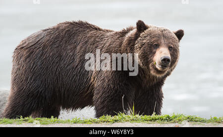 Grizzly bear in the wildrocky mountains, canada Stock Photo