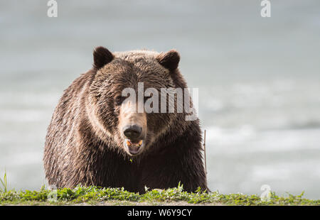 Grizzly bear in the wildrocky mountains, canada Stock Photo