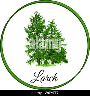 larch tree as vector drawn conifer evergreen Stock Vector