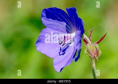 Meadow Crane's-bill (geranium pratense), close up of a solitary flower with bud. Stock Photo