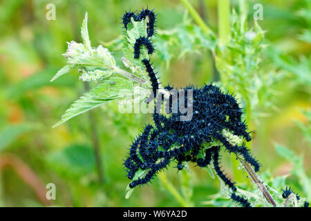 A large mass of Peacock Butterfly caterpillars or larvae (aglais io) beginning to devour the Stinging Nettle plant (urtica dioica) where they have rec Stock Photo