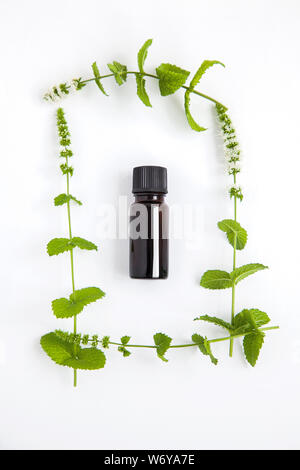 concept of health. Herbal medicine with green mint branches on a white background in a frame of plants,top view. Stock Photo