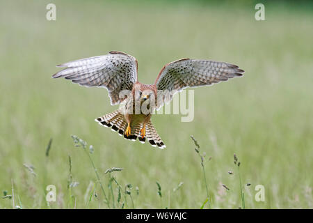 Kestrel (Falco tinnunculus) UK Stock Photo