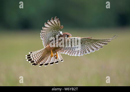 Kestrel (Falco tinnunculus) UK Stock Photo