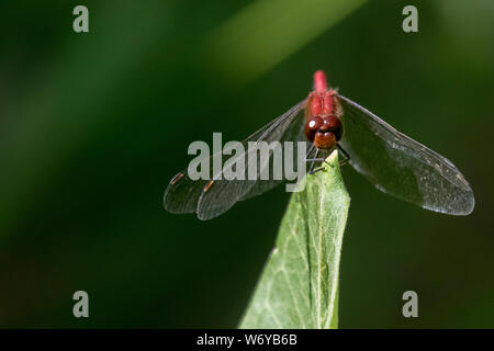 Ruby Meadowhawk Stock Photo