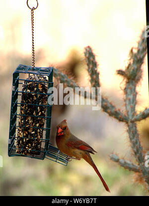 Cardinal perched on a bird feeder eating Stock Photo