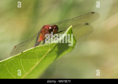 Ruby Meadowhawk Stock Photo