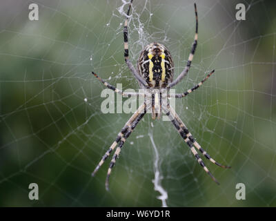 Garden spider web. Close up of wasp-spider Argiope bruennichi,