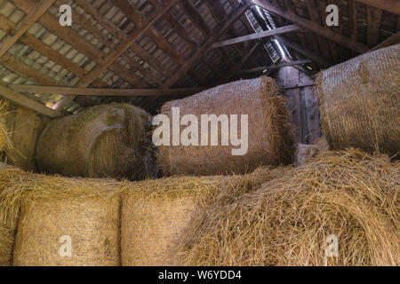 Huge round hay bales wrapped in plastic net and placed in barn. Sun light beams coming through the barn's roof Stock Photo