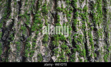 European moss on walnut tree furrowed bark Stock Photo