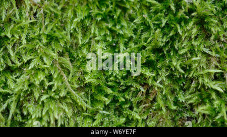 European tree moss , close up Stock Photo