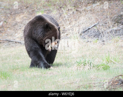 Grizzly bear in the wildrocky mountains, canada Stock Photo