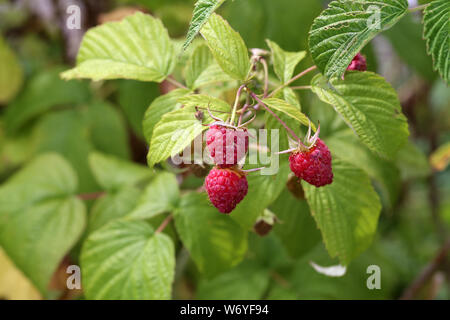 Raspberry berries mature on the branches of the shrub. Stock Photo