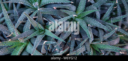 Creativity Prickly plant in macro with copy space. Natural floral banner Stock Photo