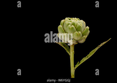 Artichoke on Black Background Stock Photo