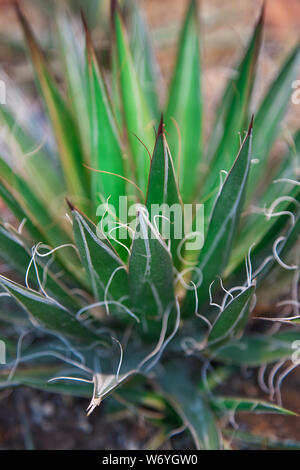 Green agave,Agave Filifera, in a desert, close-up image.Plant natural background. Stock Photo