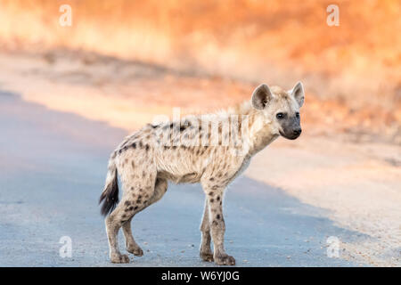 A young spotted hyena standing in a road at sunrise Stock Photo