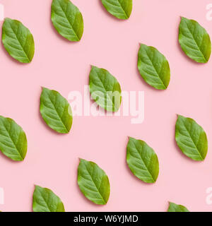 fresh green leaves pattern on a pink background, creative flat lay for design Stock Photo