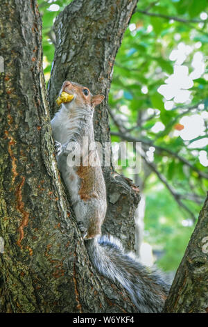 Squirrel climbing a tree, with fruit in its mouth. Battery Park, NYC USA Stock Photo